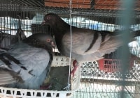 Lập nghiệp với mô hình chăn nuôi đa dạng
