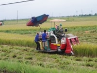 Nam Định: Khi nông dân không muốn… làm ruộng