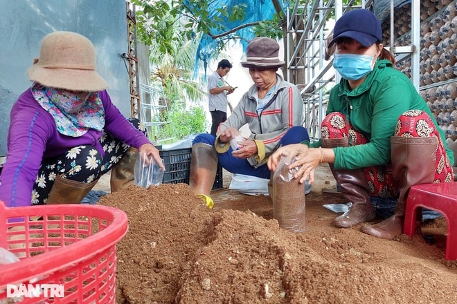 Mô hình làm nấm của anh Tiến đang tạo việc làm cho nhiều lao động ở nông thôn có thu nhập khá ổn định.