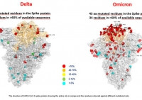 Omicron và Delta: Đâu sẽ là biến chủng vượt trội?