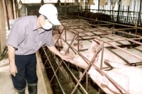 Ngành chăn nuôi cần “đầu đàn” dẫn dắt