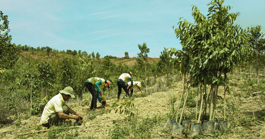 300 hecta rừng trồng dó bầu của mẹ giúp anh Kiệt khởi nghiệp thành công. Trước đó, bà chỉ nghĩ trồng cây để gây rừng.