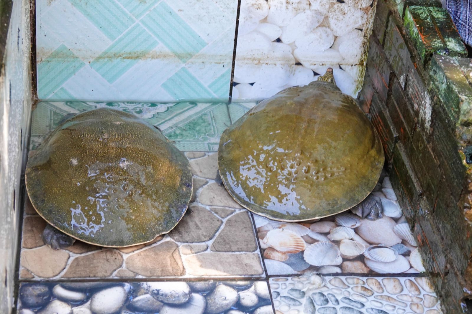 Ghép con cái và con đực vào bể nuôi để cho sinh sản; Ảnh: DUY TÂN