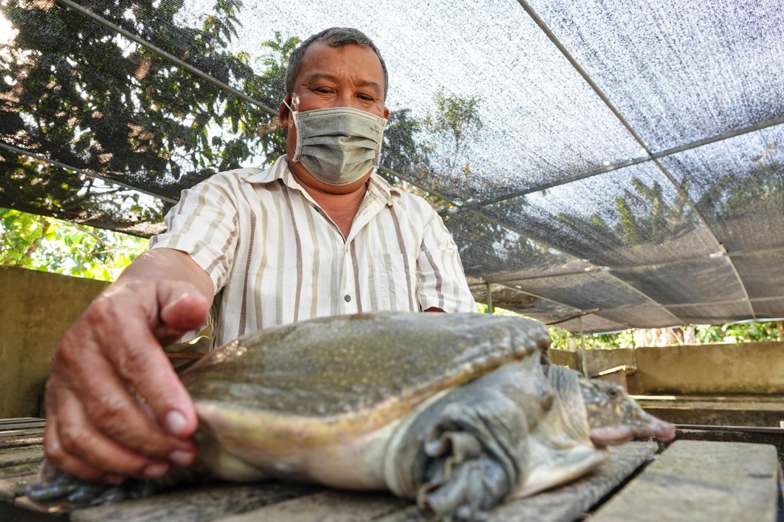 Những con cua đinh nặng gần 20 kg; Ảnh: DUY TÂN