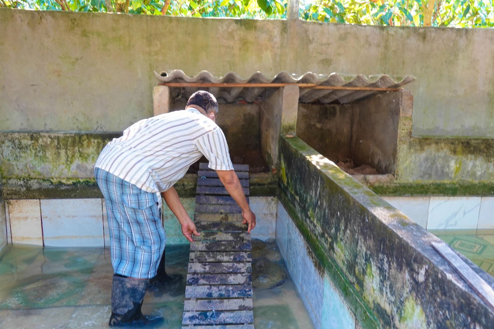 Ông Thanh bắc cầu cho cua đinh lên ổ sinh sản; Ảnh DUY TÂN