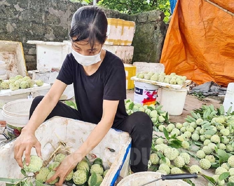 Sản phẩm na Bến Tắm (Chí Linh) được địa phương hỗ trợ làm bao bì, nhãn mác và đề nghị là sản phẩm OCOP 3 sao