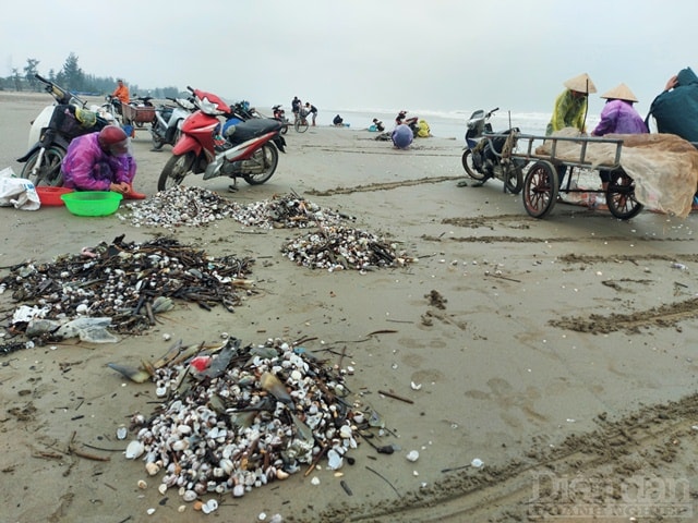 Mặc dù thời tiết đang mưa lạnh buốt nhưng hàng trăm người dân tranh thủ ra vớt “lộc trời”, nhiều gia đình huy động người già và trẻ em, bởi đây là đợt hiếm hoi sò lông, sò huyết dạt vào bờ nhiều như thế.