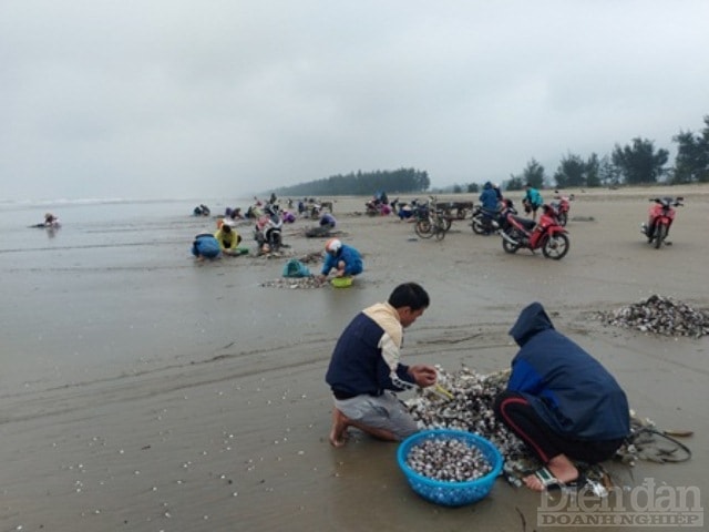 Tuy nhiên, vào những thời điểm biển động hoặc sau bão thì các loại hải sản như: sò, ốc, ngao bị sóng lớn đánh mạnh vào bờ nên chỉ cần vợt dọc bờ biển cũng có thể thu được 50 - 70kg/ngày