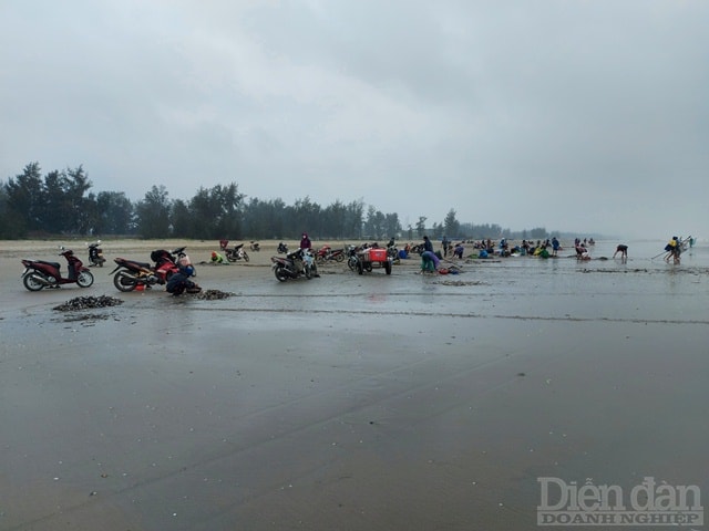 Ông Hoàng Văn Hà, Chủ tịch UBND xã Cương Gián cho biết, sò dạt liên tiếp dạt vào bờ khoảng 5 ngày nay với số lượng rất lớn nên người dân đổ xô ra biển vớt. Hàng năm đến dịp này sò đều dạt vào bờ, người dân cũng kiếm được khoản tiền khá trước tết.