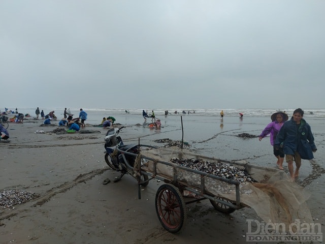 Theo ngư dân vùng biển, ngày thường, để bắt được loại sò này, người dân phải sử dụng ngư cụ, di chuyển thuyền ra xa và lặn xuống biển mới bắt được.