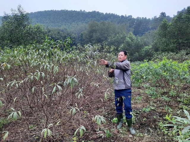 Năm nay gia đình ông Hồ Sỹ Ánh (thôn Kim Sơn) có khoảng 200 gốc đào từ 2 - 3 năm tuổi có thể cho thu hoạch. Ước tính mỗi gốc đào có giá từ 400.000 - 500.000 đồng đối với gốc 2 năm tuổi, từ 1 triệu - 2 triệu đối với gốc 3 năm tuổi, tùy thế của từng cây.