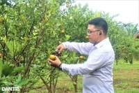 Chàng cử nhân kinh tế bỏ phố về làng trồng quýt, làm farm du lịch