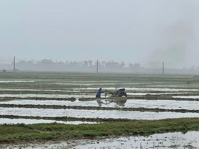 Người dân cho rằng, từ khi có đập chứa nước Xuân Hoa (2012), ruộng bắt đầu sình lầy nhiều hơn. 