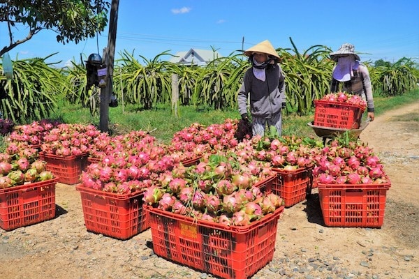 ông Phan Văn Tấn - Phó giám đốc Sở NN-PTNN Bình Thuận, cho biết: hiện sản lượng thanh long Bình Thuận thu hoạch trong tháng 1/2022 của nông dân trên địa bàn khoảng 80.000 tấn; sang tháng 2/2022 khoảng 35.000 tấn. Đến tháng 3/2022 tổng sản lượng thanh long thu hoạch khoảng 236.700 tấn (bằng 30% sản lượng cả năm).