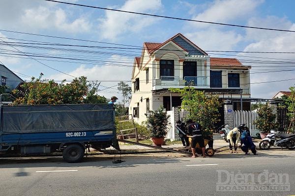 Quất cảnh Hội An sẽ được mang đi tiêu thụ tại các tỉnh Quảng Ngãi, Huế, Quảng Trị,...