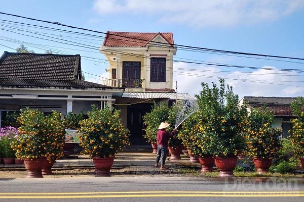 Vì người dân chủ động giảm số lượng cây quất nên dẫn đến tình trạng 