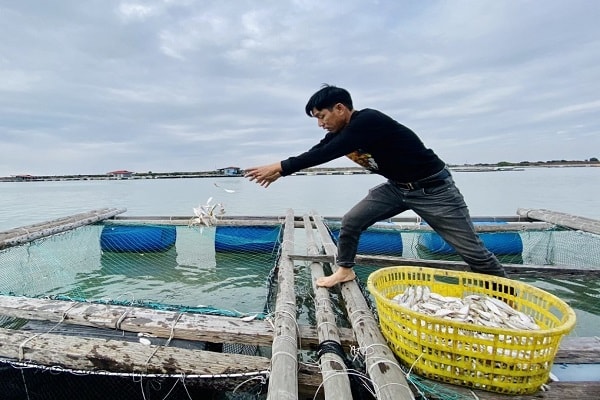 Anh Thành cho cá ăn, thức ăn là cá mồi loại nhỏ. Chi phí hàng tháng cho loại thức ăn này cũng vài triệu. Ảnh Vũ Miền