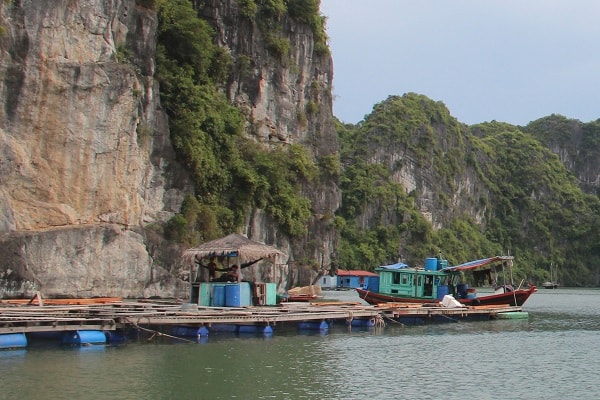 Những lồng nuôi không có tiểu thương ghé mua. Ảnh Lê Cường