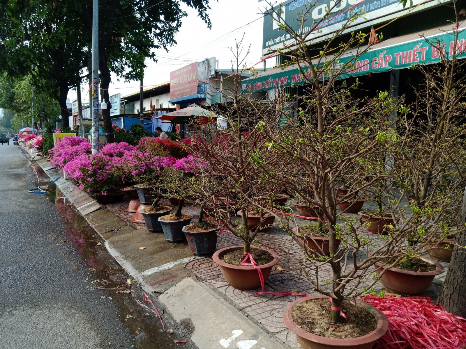 Các điểm kinh doanh hoa cảnh vắng bóng khách mua.