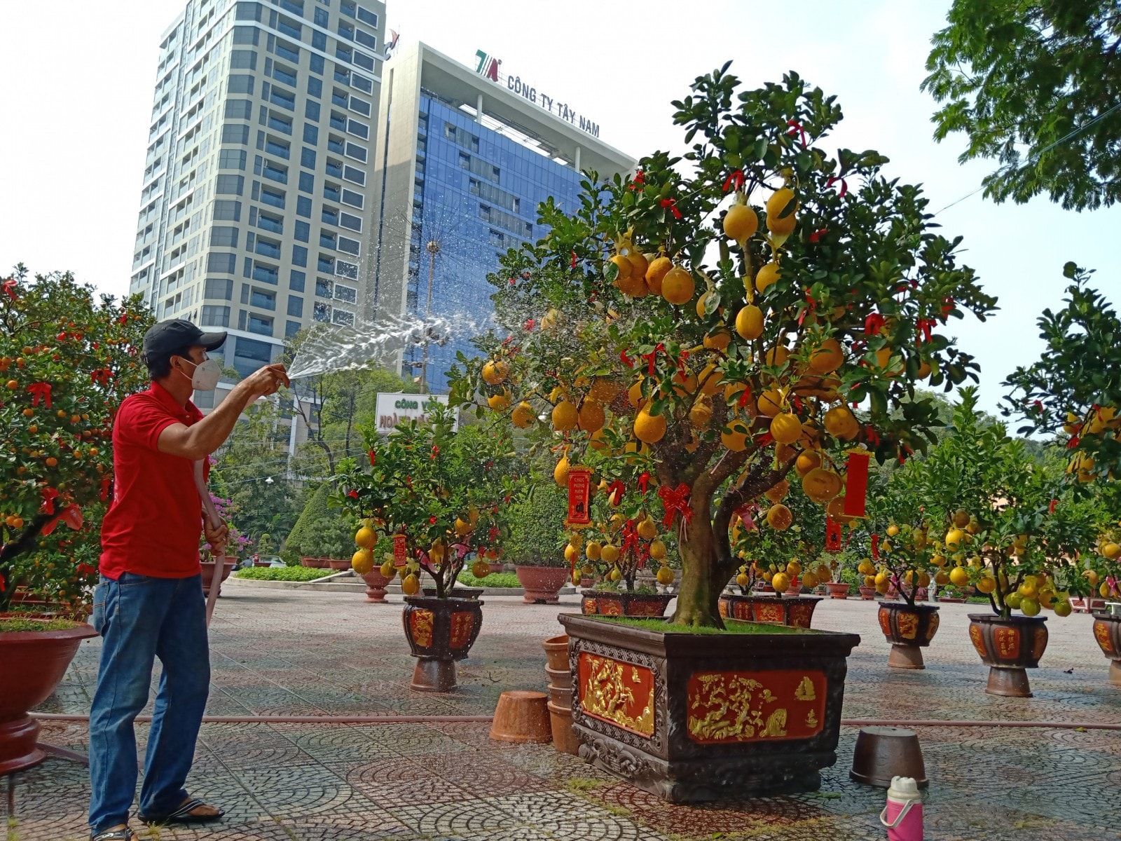 Tiểu thương tranh thủ chăm sóc cho những cây bưởi cảnh có giá hàng chục triệu đồng.