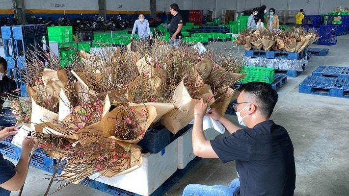 Người tiêu dùng có thể dễ dàng và nhanh chóng sở hữu một cành đào bích chính gốc Nhật Tân chỉ với giá từ 99.000 đồng từ sàn TMĐT Sendo.