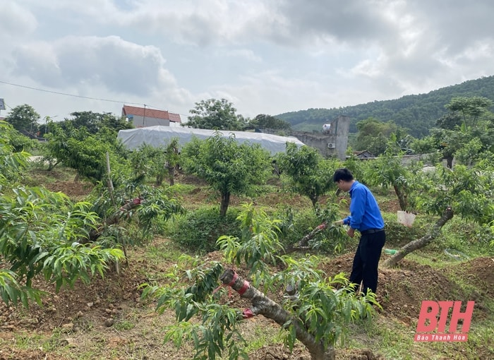 Mô hình trồng đào phai tại xã Xuân Du (Như Thanh).