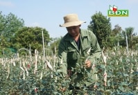 Khởi nghiệp thành công từ trồng hoa hồng