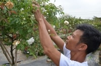Khởi nghiệp nông nghiệp: Bí quyết làm giàu từ trồng hoa hồng một cách khoa học