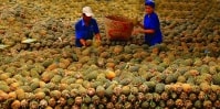 Tiền Giang: Phát huy lợi thế  từng vùng sinh thái