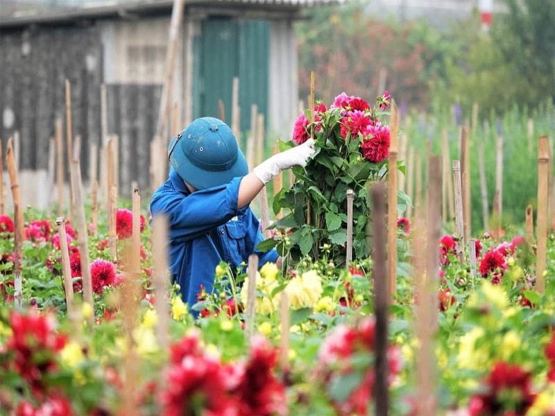 Ở quê tôi, mảnh đất thuần nông nơi con sông Hồng đổ về biển qua cửa Ba Lạt, nơi Nguyễn Công Trứ thuở nào dắt dân khai hoang lấn biển, thành nên huyện Tiền Hải, tỉnh Thái Bình bây giờ, làm nông vẫn là nghề chính. 