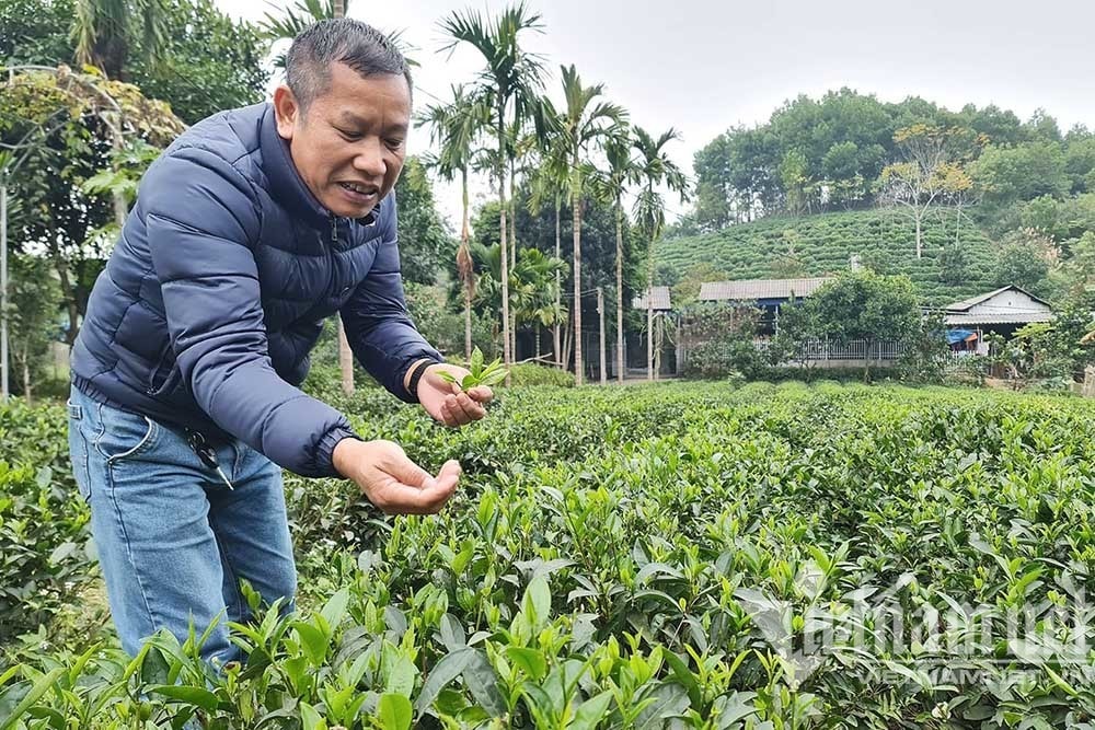 Ông Tô Văn Khiêm bên đồi chè của gia đình