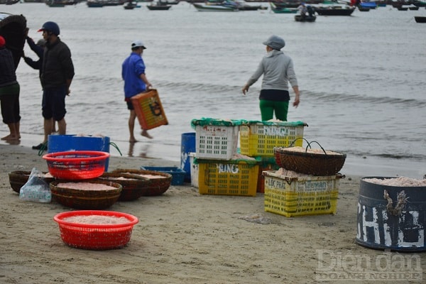 Sau mỗi chuyến ra khơi, mỗi thuyền có thể đánh bắt được từ 700-1000kg ruốc biển.