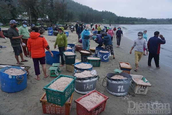 Hàng ngày các ngư dân tại Đà Nẵng đều ra khơi để săn 