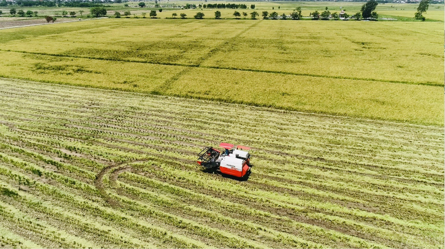 Cánh đồng lúa của Tập đoàn TH tại Thái Bình