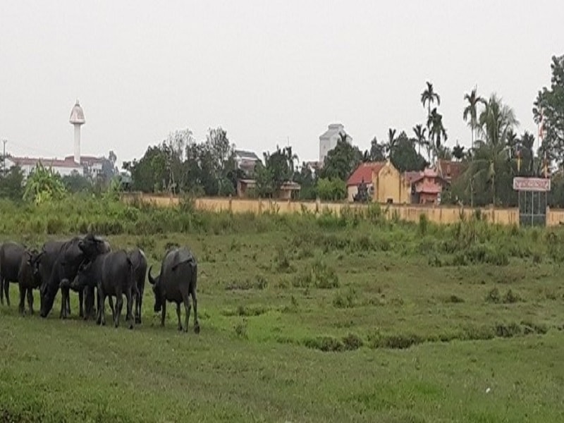 Để lãng phí hàng nghìn m2 đất nhiều năm nay, 3 công ty là Công ty TNHH Thực phẩm Tin Tin, Công ty CP Hoàng Long Steel, Công ty CP Vinamit, chính quyền buộc phải công khai vi phạm.