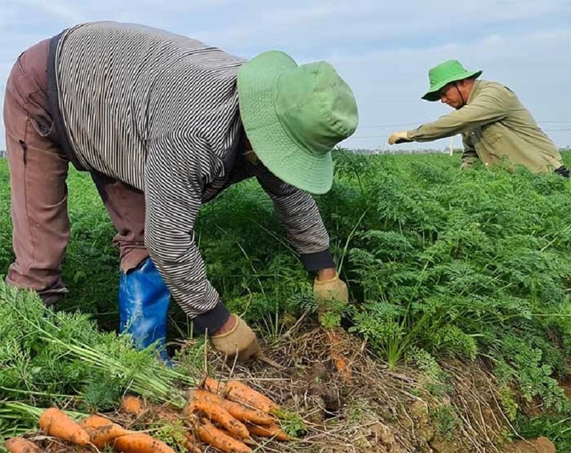 Cà rốt Đức Chính- Cẩm Giàng được đăng ký bảo hộ sở hữu trí tuệ dưới hình thức bảo hộ nhãn hiệu tập thể