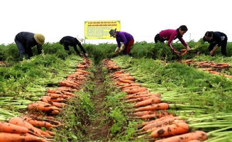 Vừa qua, Hải Dương đã tổ chức lễ hội thu hoạch cà rốt năm 2022. Đây là lần đầu tiên tỉnh Hải Dương tổ chức lễ hội này tại xã Đức Chính, huyện Cẩm Giàng.