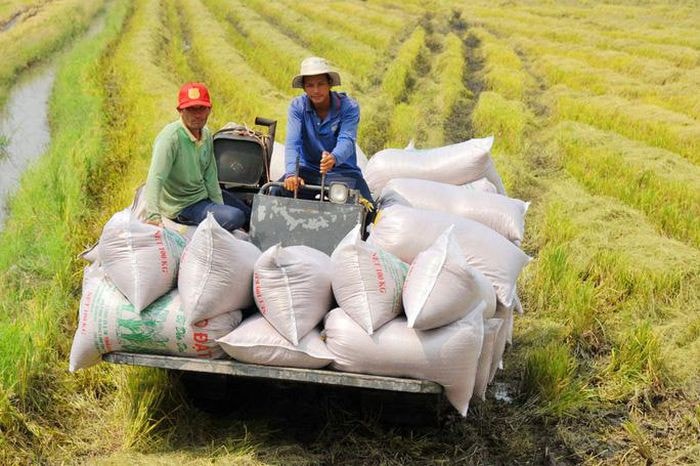 Cổ phiếu lúa gạo nổi sóng trên sàn niêm yếtp/do chiến sự Nga- Ukraine