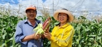 Khởi nghiệp từ giống bắp nữ hoàng đỏ