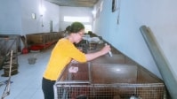 62 tuổi lập nghiệp thành công nhờ nuôi chôn hương cho ăn chuối
