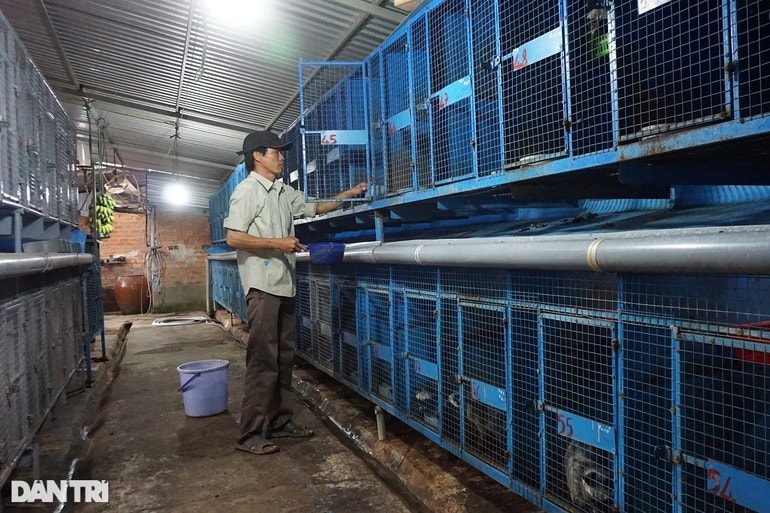 Anh Hưng có đàn chồn trên trăm con, mang lại thu nhập cao, ổn định (Ảnh: Nguyễn Cường).