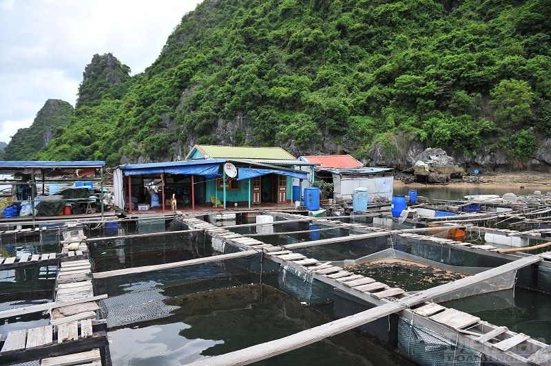 136/440 cơ sở nuôi trồng thuỷ sản trên các vịnh của Cát Bà đã tháo dỡ lồng bè, bàn giao mặt nước cho chính quyền