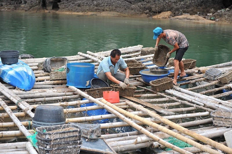 Huyện Cát Hải đang đẩy nhanh tiến độ triển khai lập phương án hỗ trợ toàn bộ các hộ nuôi trồng thuỷ sản còn lại trên vịnh, phấn đấu hoàn thành trước ngày 31/3