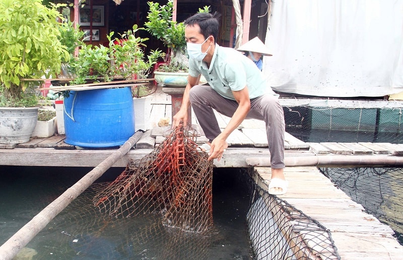 Việc hỗ trợ tiêu thụ thuỷ sản còn chậm, ảnh hưởng đến tiến độ tháo dỡ các cơ sở nuôi trồng thuỷ sản tại Cát Bà