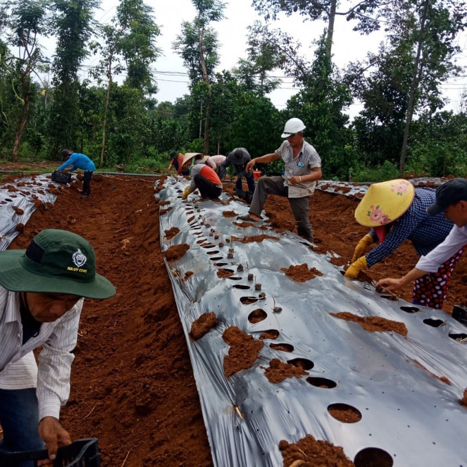 Anh Tuấn hiện đang tiếp tục mở rộng diện tích trồng khoai mài lên 50 ha. Ảnh: Hoàng Trọng.