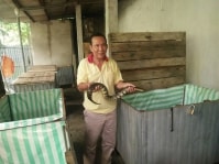 Làm giàu thành công từ mô hình nuôi rắn ri voi trong thùng gỗ