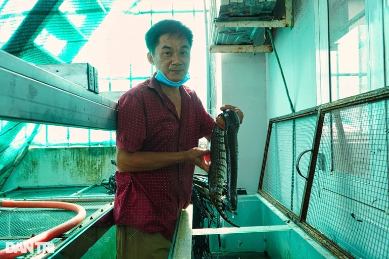 Ông Trương Thành Ngôn sống khỏe nhờ nghề tay trái nuôi rắn ri voi (Ảnh: Bảo Kỳ).