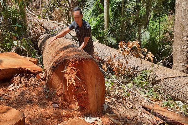 1.Cây rừng bị chặt hạ ở lâm phần do UBND thị trấn Măng Đen quản lý.