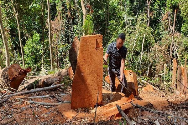 2.Đa phần gỗ đã bị lấy đi.