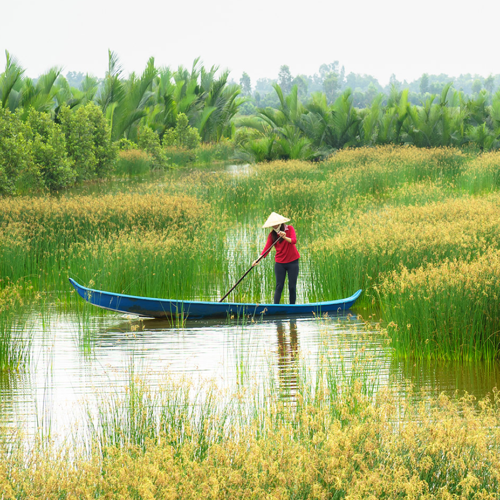 Cảnh đẹp nên thơ ở đồng bằng sông Cửu Long